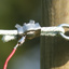 Verbinder Seil bis 8 mm, Niro